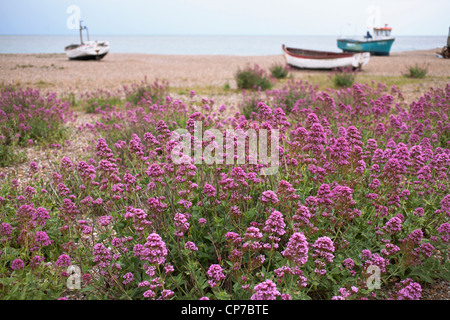 La valériane, Valeriana officinalis, valériane commune, Rose. Banque D'Images