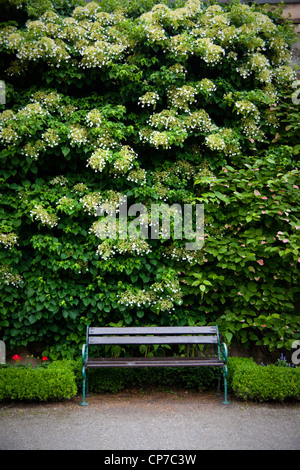 L'Hydrangea petiolaris, Hortensia, escalade, blanc. Banque D'Images