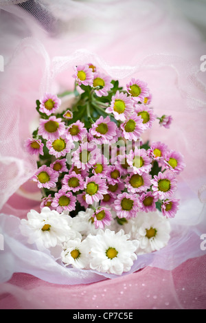 Cultivar de chrysanthème, Daisy, chrysanthème, rose. Banque D'Images