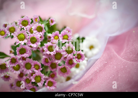 Cultivar de chrysanthème, Daisy, chrysanthème, rose. Banque D'Images