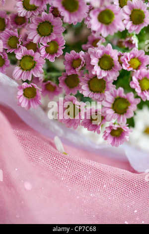 Cultivar de chrysanthème, Daisy, chrysanthème, rose. Banque D'Images