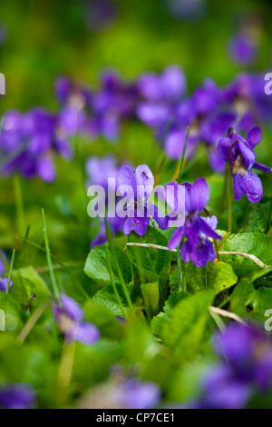 Viola odorata, Violet, violet, bleu doux. Banque D'Images