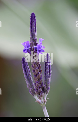 Lavandula pinnata, lavande, lavande Fernleaf, Bleu. Banque D'Images