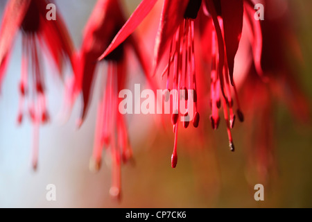 Fuchsia fuchsia, cultivar, Rouge. Banque D'Images