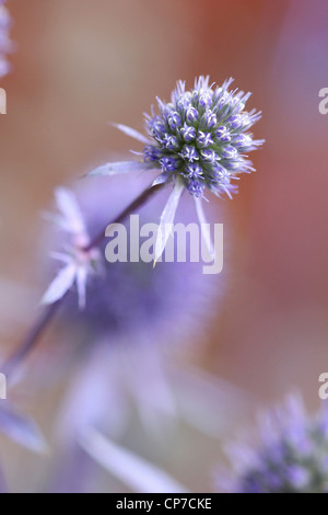 Eryngium planum, Holly, la mer bleu. Banque D'Images