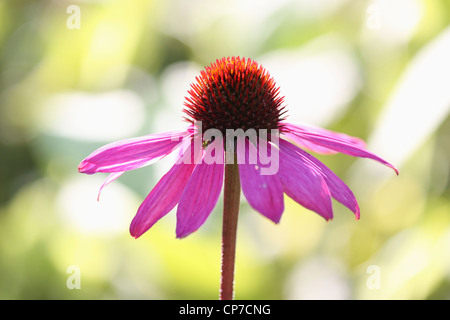 Echinacea purpurea Échinacée pourpre, fleur rose, isolé dans l'accent peu profondes. Banque D'Images