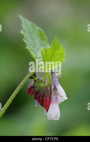 Symphytum officinale, consoude, Blanc, Vert. Banque D'Images