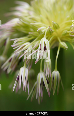 Fleur, crème, vert. Banque D'Images