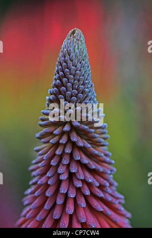 Fleur, Mauve. Banque D'Images