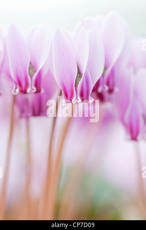 Cyclamen hederifolium cyclamen, Rose,. Banque D'Images