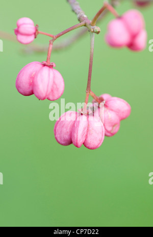 Euonymus hamiltonianus sieboldianus subsp rouge "moi", l'arbre de fusée, rose, vert. Banque D'Images