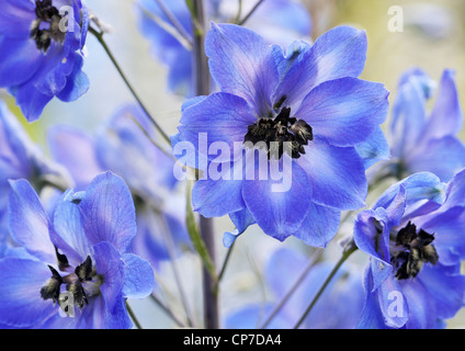 Delphinium 'après minuit", près de l'abondance de fleurs bleu sur une seule tige. Banque D'Images