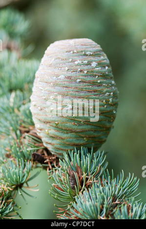 Cedrus atlantica Glauca Group, cèdre de l'atlas Bleu, Vert. Banque D'Images