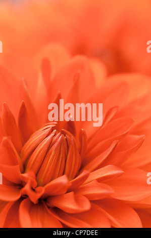 Dahlia 'Stad Beeskow', Dahlia, Orange. Banque D'Images