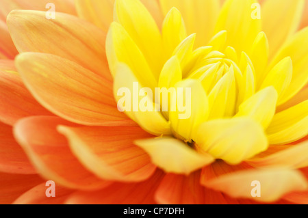 Dahlia 'Olivia Mari', Dahlia, Orange. Banque D'Images