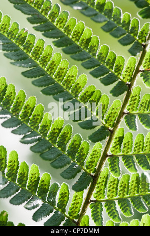 Pteridium aquilinum, Fougère, fougère, la face inférieure des frondes vert montrant les spores jette une ombre sur un fond blanc. Banque D'Images