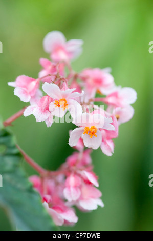 Begonia 'Ginny', bégonia, rose, vert. Banque D'Images