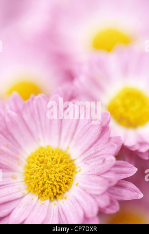 Cultivar de chrysanthème, chrysanthème, mauve. Banque D'Images