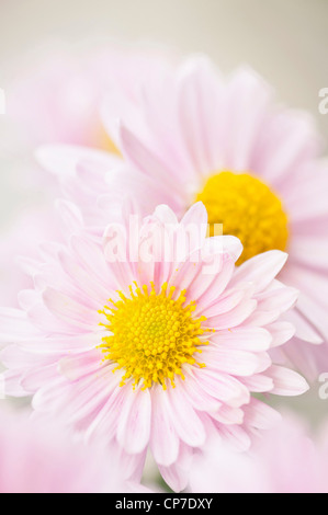 Cultivar de chrysanthème, chrysanthème, rose. Banque D'Images