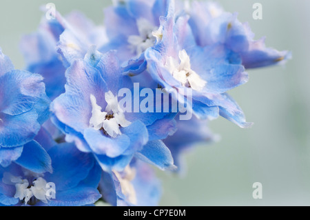 Delphinium elatum 'Morning Lights, delphinium, Bleu. Banque D'Images