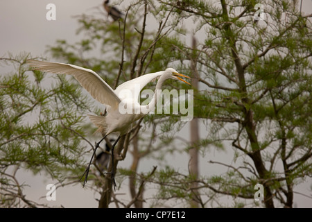 Grande Aigrette (Casmerodius albus) - En vol - Louisiane - USA - distingue de la plupart des autres hérons par blanc grande taille Banque D'Images