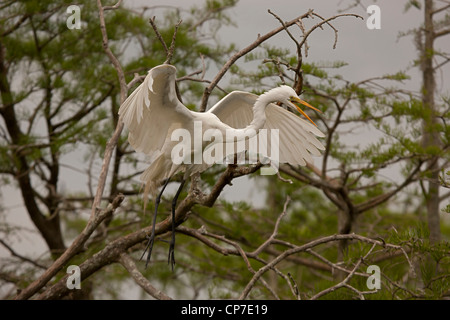 Grande Aigrette (Casmerodius albus) - En vol - Louisiane - USA - distingue de la plupart des autres hérons par blanc grande taille Banque D'Images