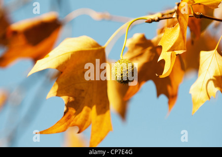 Platanus hispanica, avion à destination de Londres, l'Orange. Banque D'Images