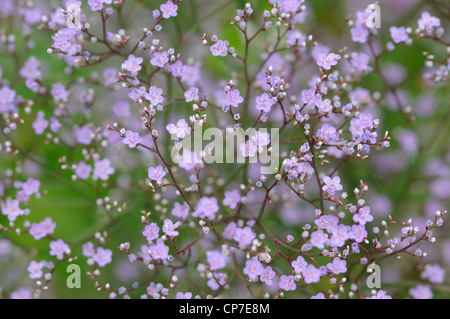 Cultivar de gypsophile, Gypsophila, Violet. Banque D'Images