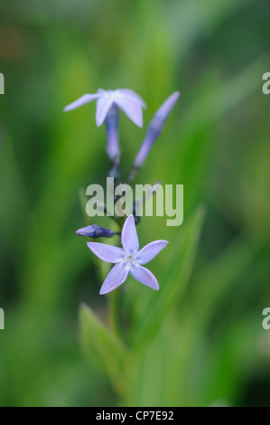 Amsonia orientalis, Eastern blue star, Bleu, Vert. Banque D'Images