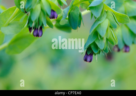 L'Achillea millefolium, l'achillée millefeuille, Bleu. Banque D'Images