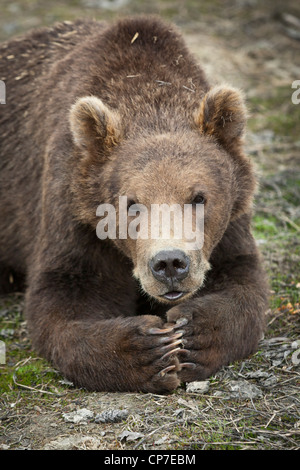 Mâle en captivité : L'ours brun kodiak cub resting avec pattes pliées ensemble, Alaska Wildlife Conservation Center, Alaska Banque D'Images