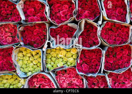 Roses de couleurs variées enveloppées dans des journaux. La langue des journaux est le thaï. Banque D'Images