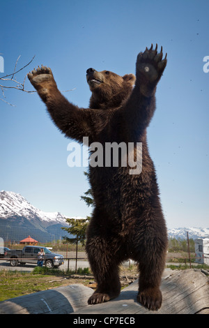 Mâle en captivité : ours brun se tient sur ses pieds sur un journal avec ses bras levés, Alaska Wildlife Conservation Center, Alaska, printemps Banque D'Images