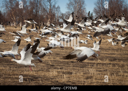 Troupeau d'Oies des neiges voler près du sol au-dessus d'un champ, Mat-Su Valley, Palmer, Southcentral Alaska, printemps Banque D'Images