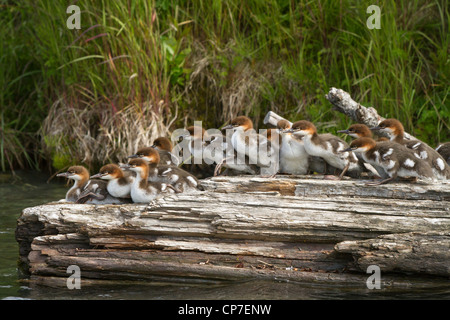 Une grande couvée de canetons Grand Harle reste sur un journal, Cooper Landing, Southcentral Alaska, l'été Banque D'Images