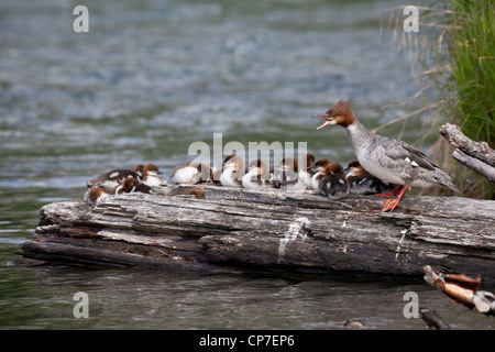 Une grande couvée de canetons Grand Harle reste sur un journal, Cooper Landing, Southcentral Alaska, l'été Banque D'Images