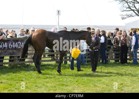 Cheval d'être refroidie et lavés après une course Banque D'Images