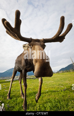 Grand angle en captivité : close up de l'approche d'orignal avec bois en velours, Alaska Wildlife Conservation Center, Alaska Banque D'Images