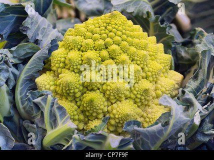 Chou Romanesco brocoli vert (ou romain) Chou-fleur Banque D'Images