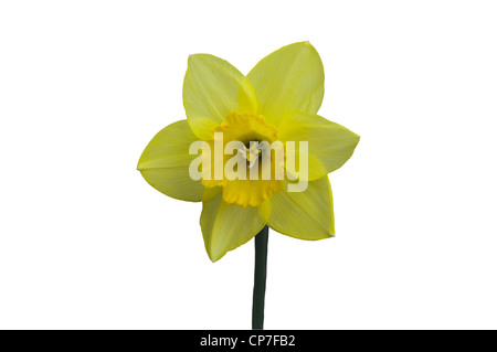 Fleurs de narcisses isolé sur fond blanc Banque D'Images