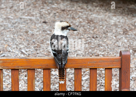 Kookaburra sur banc de parc dans les Royal Botanic Gardens Sydney Australie Banque D'Images