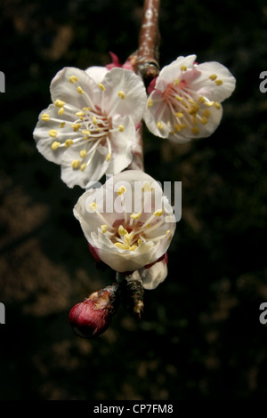 Photo : Steve Race - une variété précoce d'abricot (Prunus armeniaca), appelé 'Galta Roja'. Banque D'Images