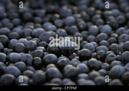 Photo : Steve Race - olives Arbequina fraîchement récolté (destinés à l'huile d'olive extra vierge), Catalogne, Espagne. Banque D'Images