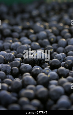 Photo : Steve Race - olives Arbequina fraîchement récolté (destinés à l'huile d'olive extra vierge), Catalogne, Espagne. Banque D'Images