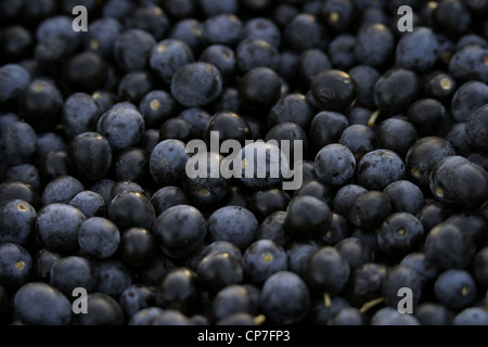 Photo : Steve Race - olives Arbequina fraîchement récolté (destinés à l'huile d'olive extra vierge), Catalogne, Espagne. Banque D'Images