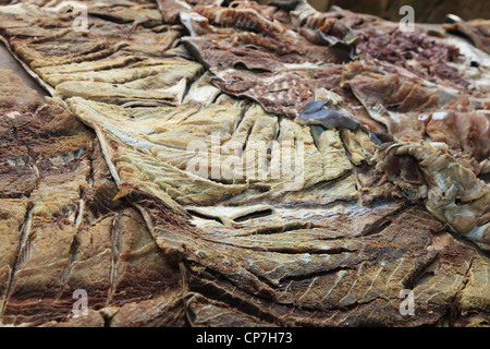Filets de poisson séché à la vente à Sir Selwyn Clark Fish Market, Victoria, Mahe, Seychelles Banque D'Images