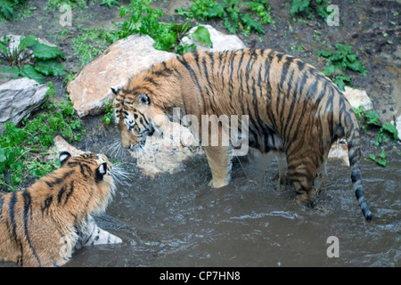 Deux tigres de Sibérie en eau peu profonde Banque D'Images