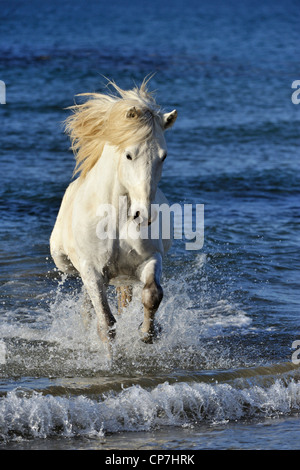 Cheval blanc dans la Camargue, France Banque D'Images