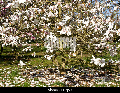 Magnolia en pleine fleur de printemps Banque D'Images