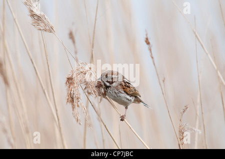 Reed Bunting femelle perché sur la tige de roseau tout en se nourrissant de graines, Dungeness RSPB, Kent, England, UK Banque D'Images